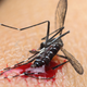 Illustration for article titled Put Your Mind At Ease: 8 Mosquitoes That For Sure Don’t Have Zika